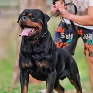 a养狗的小伙头像