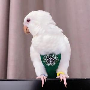 🇨🇳大洋鹦宠🦜头像