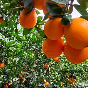 Hello雷波脐橙头像