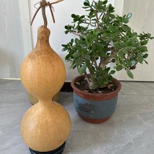 农村大姐的搞笑生活头像