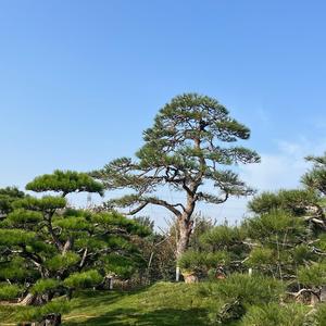 逸飞景观松头像