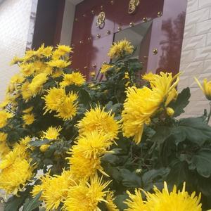 善意的谎言头像