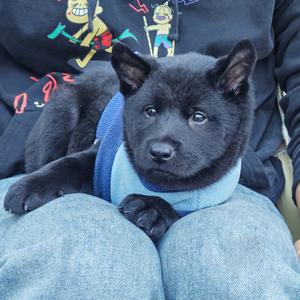 五黑妹波妞头像