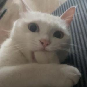 让我再睡一会儿头像