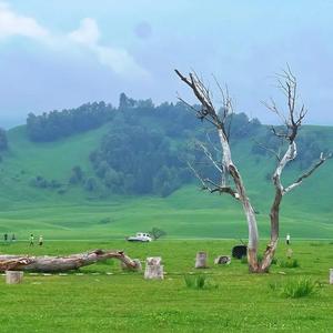 浮生若梦🔆🔆头像