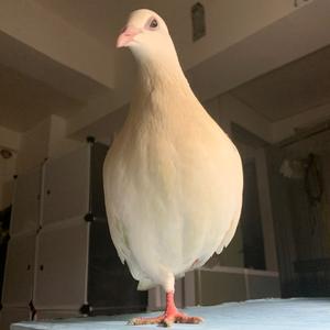 女鸽手陈陈的鸟居头像