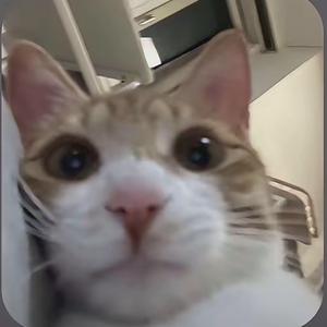 榴莲加加加加到厌倦头像