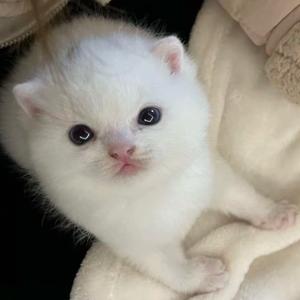 乖到被人砍头像