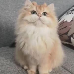 舍长小助理头像