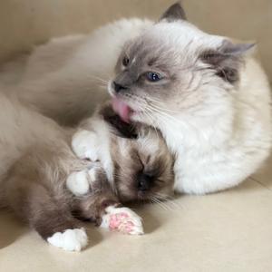 疯狂小猪咪头像