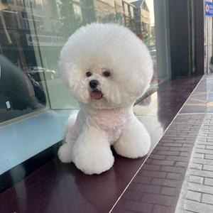 萌神小宠头像