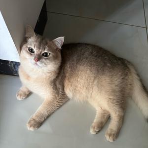 ～懒咪咪～头像