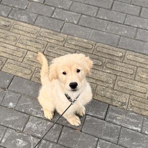 好事花生🥜头像