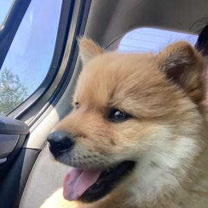 七仔是只中华田园犬头像