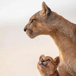 柔柔弱弱人头像