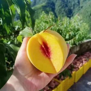 桃兵哥（桃园结义）头像