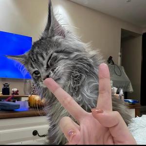 高小八是只帅猫的抖音 - 抖音