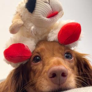 不爱喝美式.（乱发版）头像