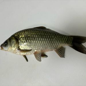 空军1️⃣号🎣头像