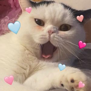 收漂亮小狗头像