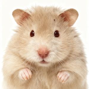 俟风予春及（出🐻）头像