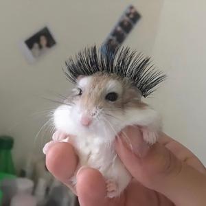 小怡米多多头像