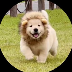 修狗拯救世界头像