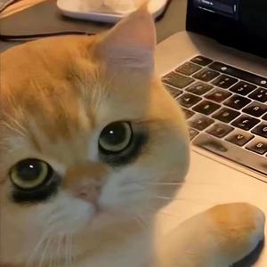 丸丸猫爱听音乐头像