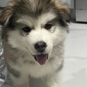 哭泣小鱼丸.^头像