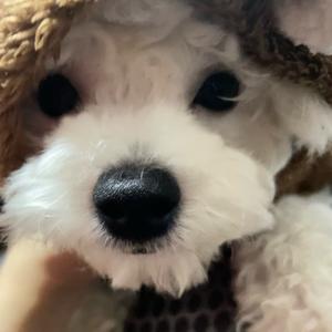 球球求求啦头像