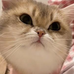 猫🐈头像