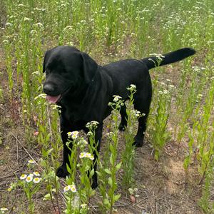 黑贵～拉布拉多头像