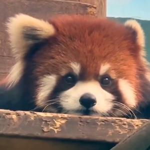 小熊猫皮皮头像