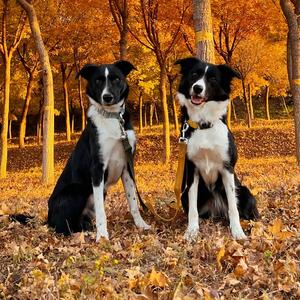 夏天的闪电（短毛边牧）头像