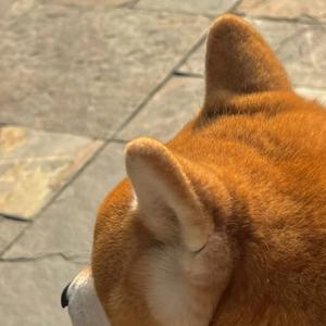 冰糖炖椰子头像