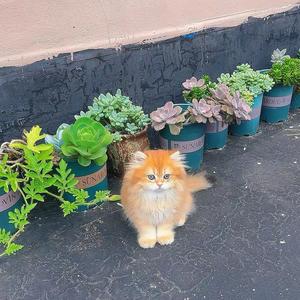 元宝的日常vlog头像