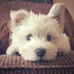 你好不好、头像