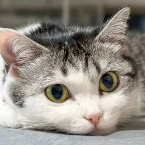 我喵蔡文姬背唐诗三百首头像