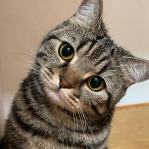 自闭的土豆泥头像