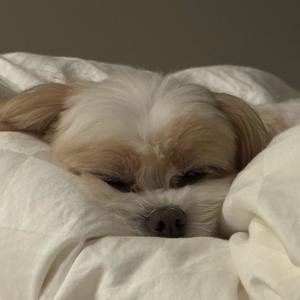 火山西西里（第一排看过朴灿烈版）头像