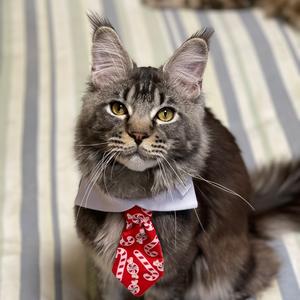 饭桶是狮爷头像