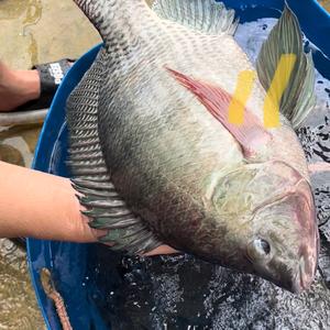 袁老六爱钓鱼 头像