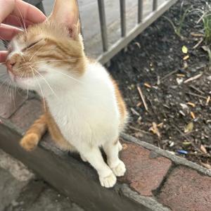 无忧无虑的小猫头像