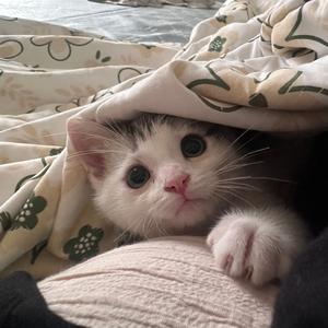 小猫咪的票圈头像