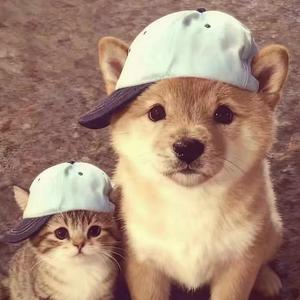 悲伤的猪大肠头像