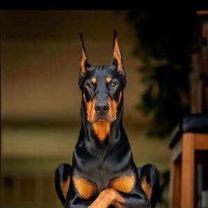 小苑淘犬头像