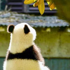 花黎花礼🌸头像