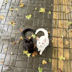 菲菲菲菲常美丽的巨兔12138头像