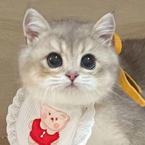 饼饼和小五啊头像