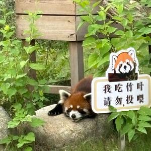 小熊猫啃小苹果（假装减肥版头像